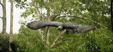 Águila harpía 'Panamá' cumplirá 4 años el 22 de septiembre