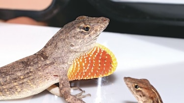 Anolis marrón cubano, el nuevo reptil que vive en la ciudad de Panamá