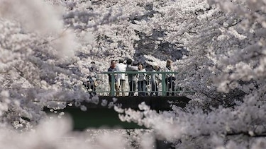Japón recibe la primavera con el 'sakura', época de cerezos en flor