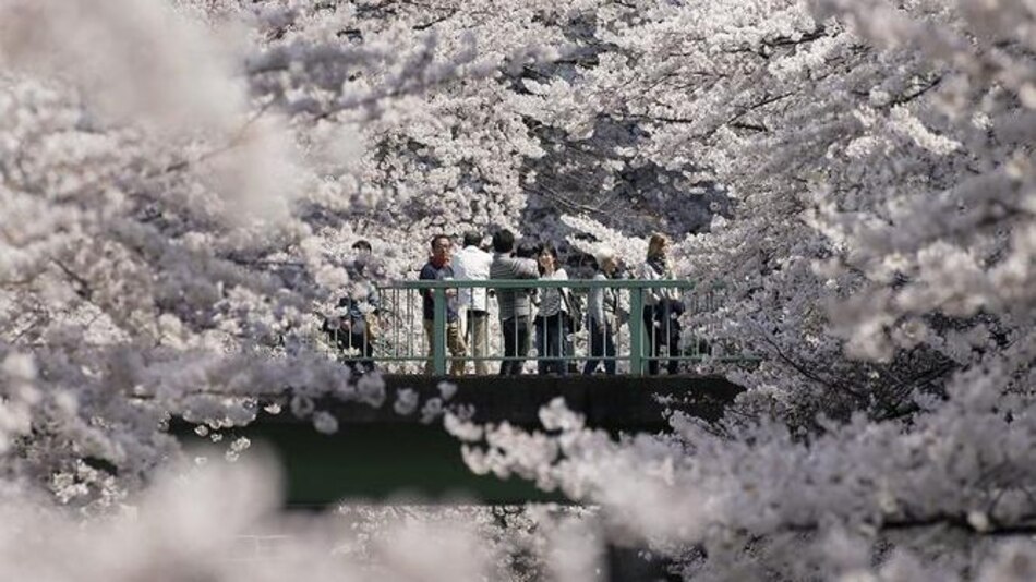 Japón recibe la primavera con el 'sakura', época de cerezos en flor