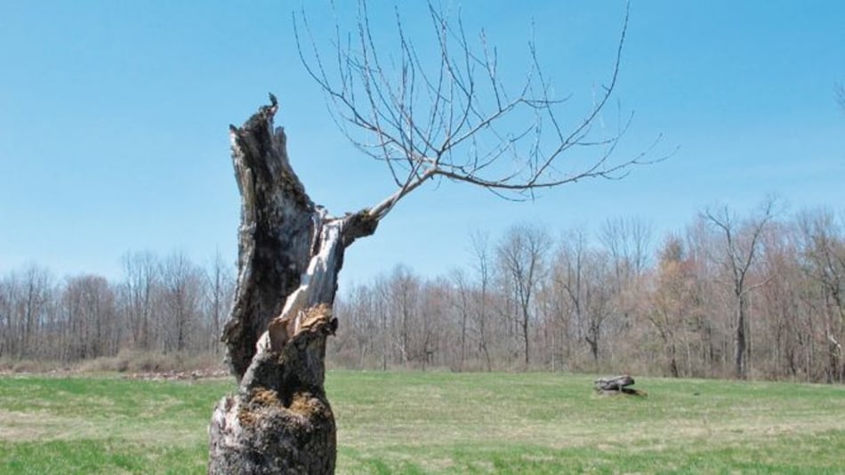 Censo global: más plantas, gusanos y virus, que humanos