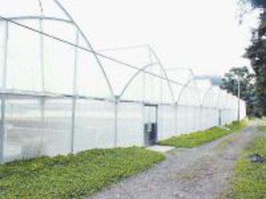 Hidroponía, cultivo sin tierra