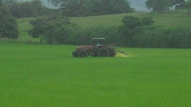 Productores de Tonosí están descontentos por decreto que prohíbe la fumigación aérea