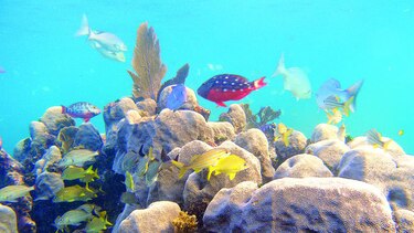 El Caribe ha perdido 50% de sus corales