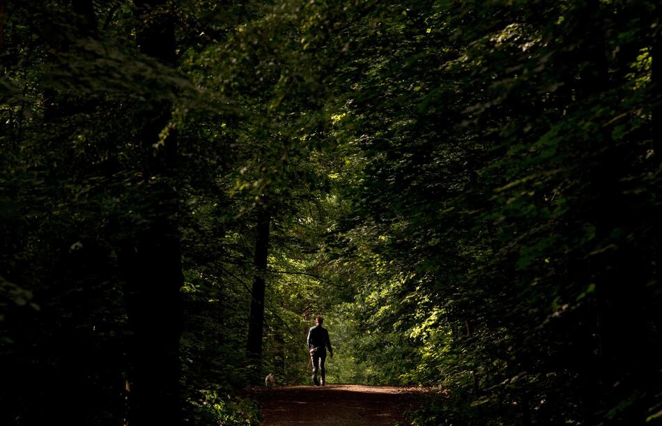 Estar 20 minutos en el bosque reduce el estrés, según un estudio de científicos austriacos
