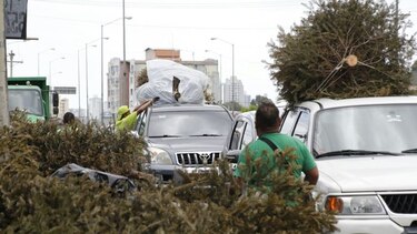 AAUD: 7 mil árboles navideños fueron recolectados en operativo