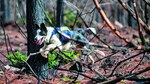 Reforestadores de cuatro patas
