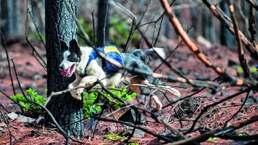 Reforestadores de cuatro patas