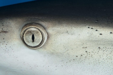 8 rasgos extraordinarios que probablemente no sabías sobre los tiburones