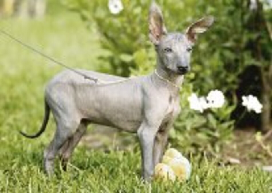 Machu Picchu no irá a EU