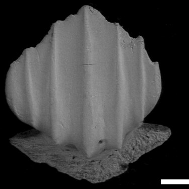 Dentículos: una mirada al pasado de los tiburones