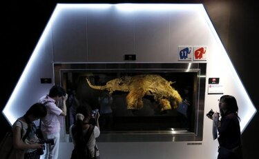 Japón exhibe por primera vez al mamut 'Yuka', un 'milagro surgido del hielo'