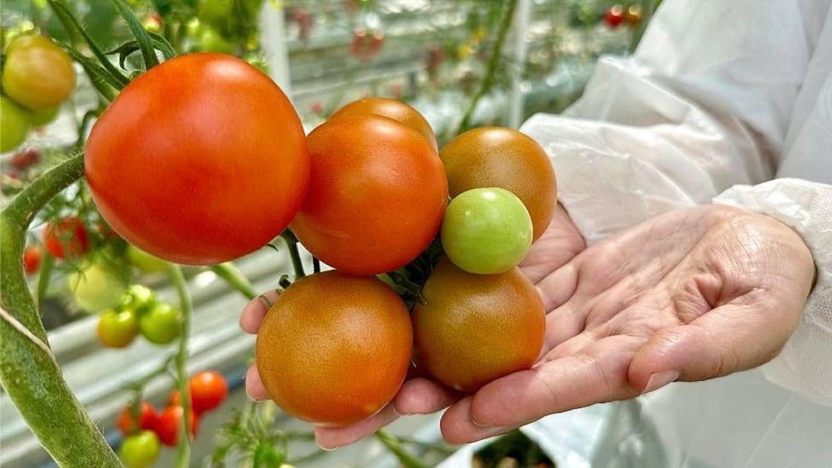 Ciencia, tecnología e innovación sostenible en el agro
