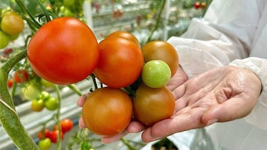 La revolución tecnológica del "food valley": cómo Países Bajos logró ser el tercer exportador mundial de alimentos con un territorio tan pequeño