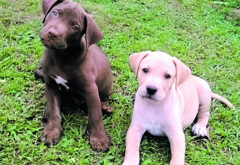 Conozcan a Zoe Mau Mau