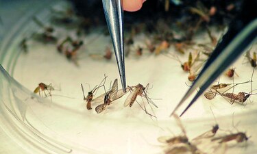 El Gorgas inicia pruebas de vacuna contra el zika