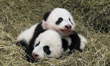 Los pandas gemelos de Viena bautizados 'Fu Feng' y 'Fu Ban'