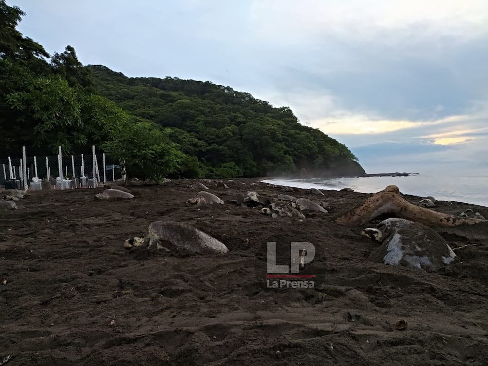 Inusual arribo de tortugas lora en playa La Marinera de Los Santos
