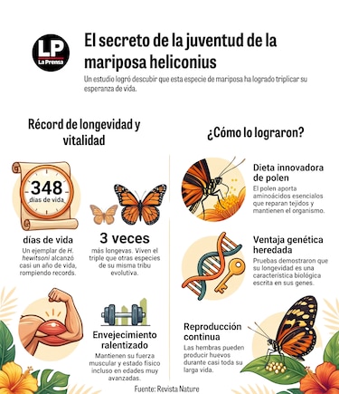 Las mariposas que desafían el tiempo
