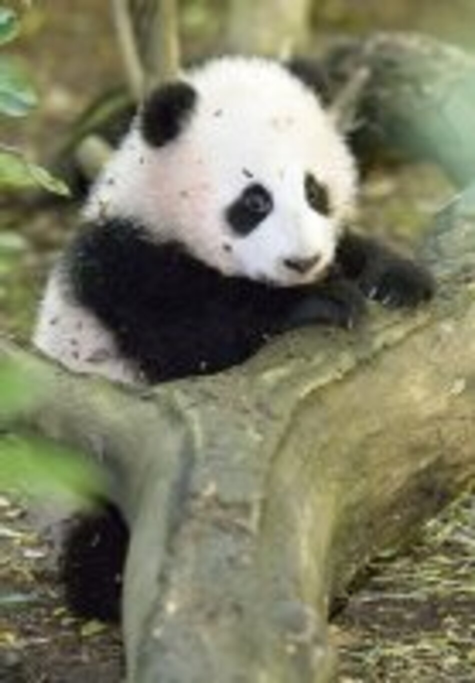 Policía investiga caza furtiva de osos panda