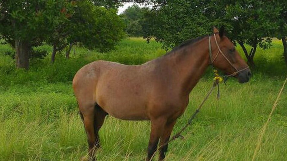 Brote de encefalitis equina mata a 20 caballos en Coclé