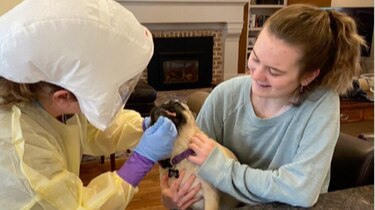 En Carolina del Norte detectan el coronavirus en un perro