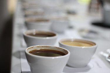 Seleccionan 49 muestras de café de Panamá para cata internacional