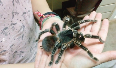 Dentro del araña-verso