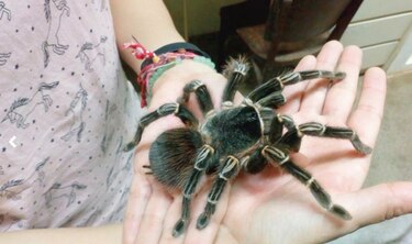 Dentro del araña-verso