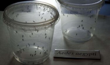 Estados Unidos: vacuna contra el virus zika 'tardará años en producirse'
