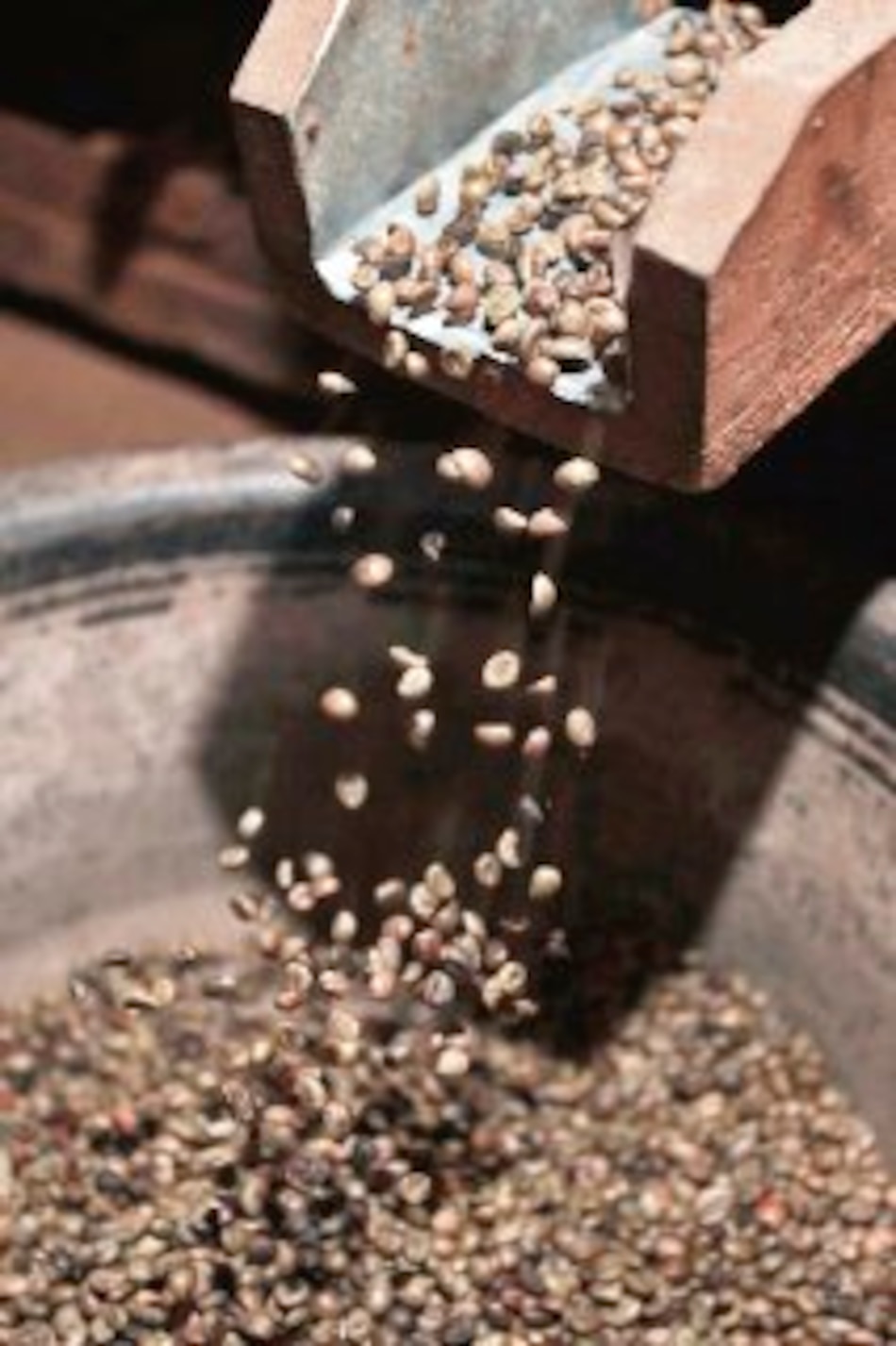 Exportación de café guatemalteco crece 3.59%