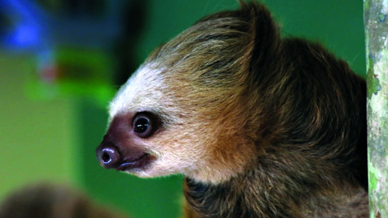 Un refugio para perezosos