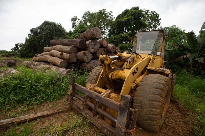 Detectan 30 áreas críticas de deforestación en Darién; Miambiente suspende permisos forestales