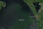 Un alga babosa y maloliente espanta turistas y asfixia la vida marina en Florida