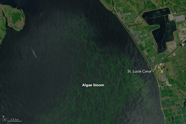 Un alga babosa y maloliente espanta turistas y asfixia la vida marina en Florida