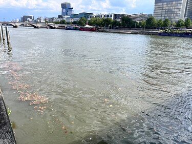 La batalla por limpiar el Sena y convertirlo en el balneario urbano de París