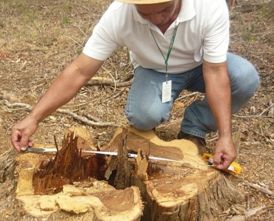 El jaguar y el cocobolo, dos especies en peligro de extinción en Azuero