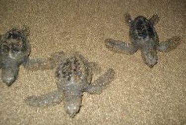 Liberan neonatos de tortugas nacidos en nidos artificiales en Isla Cañas