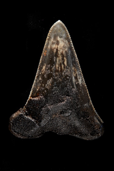 Hallan fósil de un gigantesco tiburón prehistórico en aguas australianas