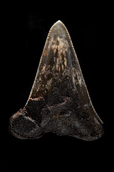 Hallan fósil de un gigantesco tiburón prehistórico en aguas australianas