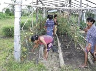 Agronoticias: Mujeres emberá wounaán se adueñan del agro en Darién