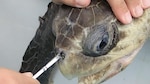 Plástico en los océanos: impacto a largo plazo