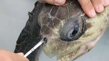 Plástico en los océanos: impacto a largo plazo