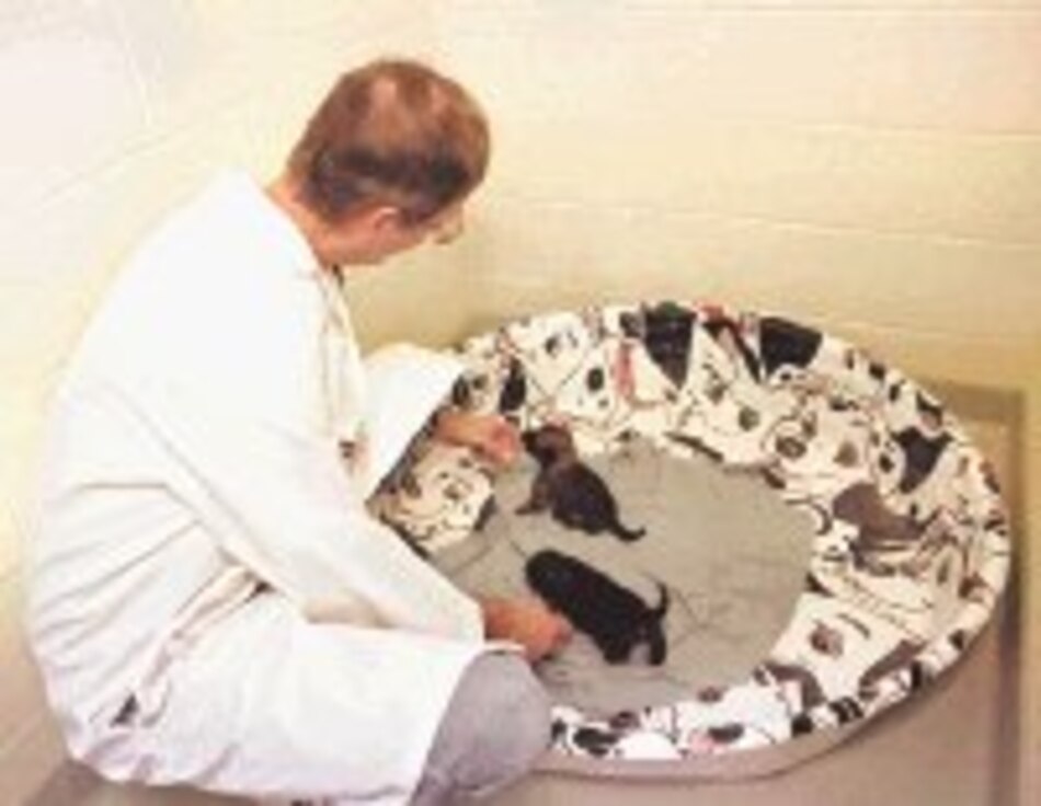 Por qué mueren los cachorros