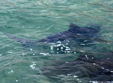 Tiburones atacan al menos dos veces en playa neoyorquina de Long Island