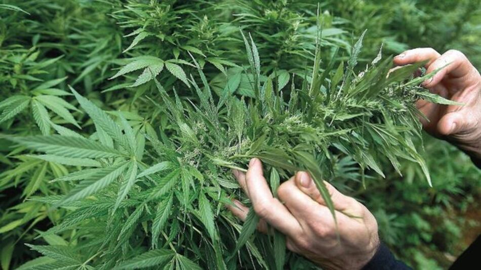 Ministerio Público alerta sobre nueva marihuana líquida que es consumida en Panamá