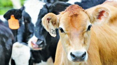 Suplemento para vacas contra el cambio climático
