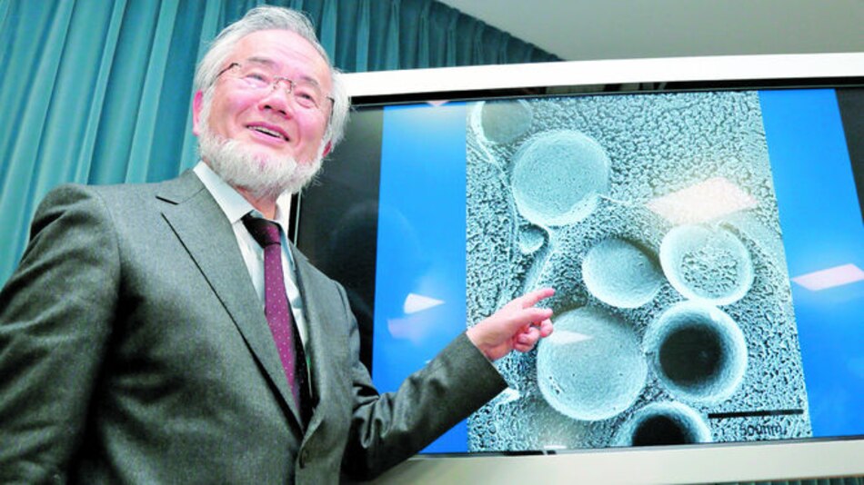 El nobel para la autofagia