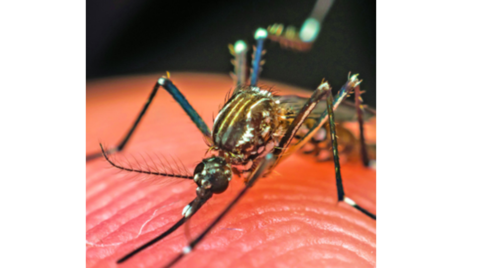 Desafíos en la prevención del dengue