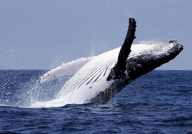El mar de la Isla de la Plata, elixir para las ballenas jorobadas
